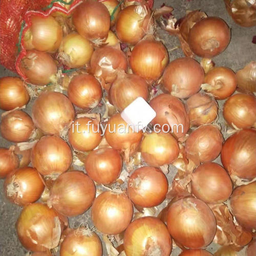 New Crop Fresh Yellow Onion on Sale